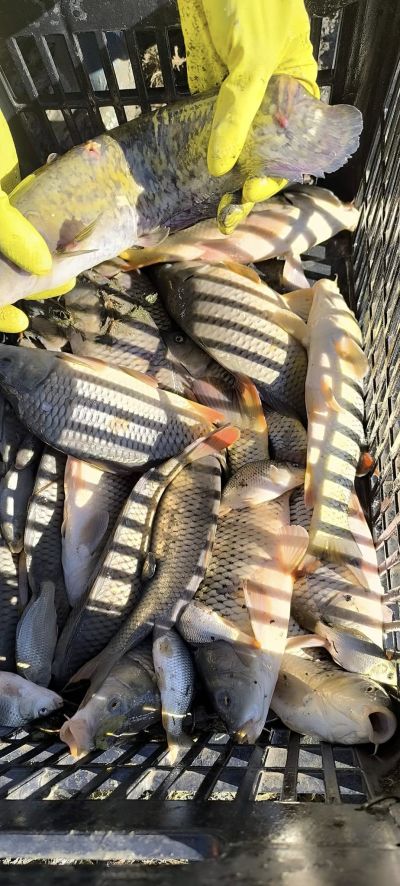 33 600 шаранчета заплуваха във водите на язовир Копринка