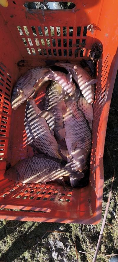 33 600 шаранчета заплуваха във водите на язовир Копринка