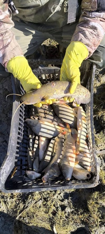 33 600 шаранчета заплуваха във водите на язовир Копринка