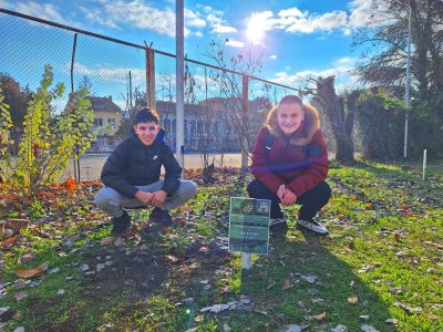 Ученици и учители засадиха дръвчета в двора на ПХГ „Св. Св. Кирил и Методий“ гр. Казанлък 