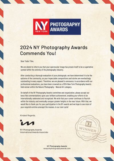 „Мърморене на скорци” донесе златен медал на Тодор Тилев от Международните награди за фотография в Ню Йорк