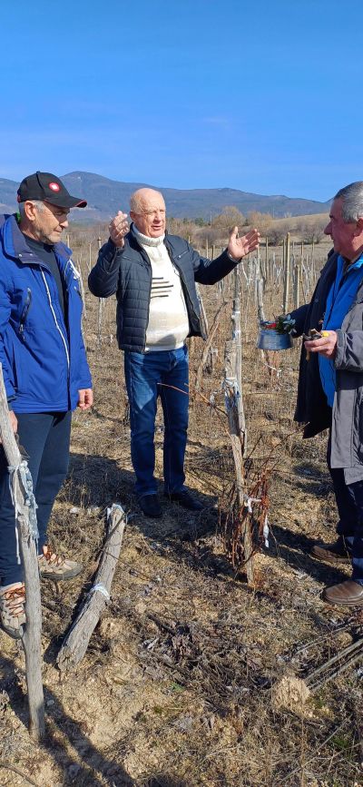 На Трифоновден зарязаха лозята в казанлъшкото село Долно Изворово