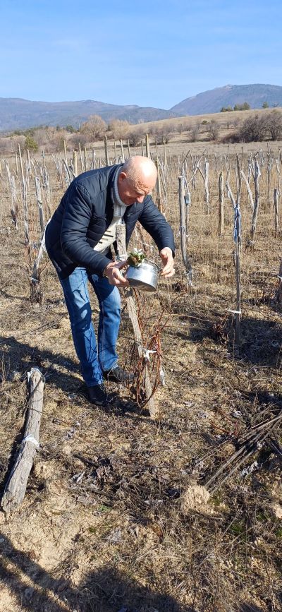 На Трифоновден зарязаха лозята в казанлъшкото село Долно Изворово