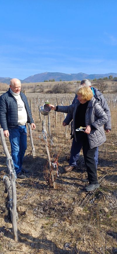 На Трифоновден зарязаха лозята в казанлъшкото село Долно Изворово
