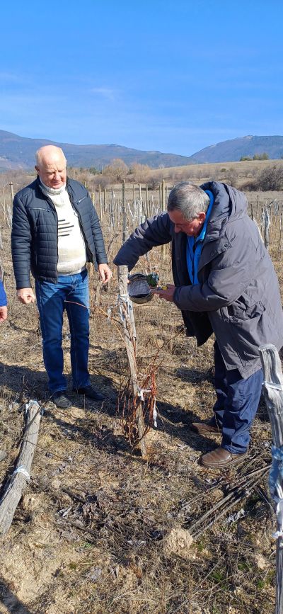 На Трифоновден зарязаха лозята в казанлъшкото село Долно Изворово