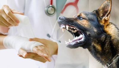 Установиха и задържаха собствениците на агресивните кучета, нахапали жени в Казанлък / Новини от Казанлък