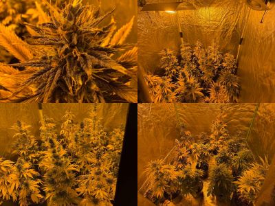 Лаборатория за отглеждане на коноп разкриха в Казанлък. Има задържан / Новини от Казанлък