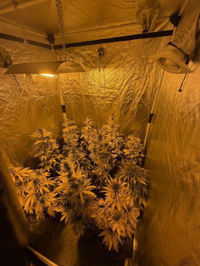 Лаборатория за отглеждане на коноп разкриха в Казанлък. Има задържан