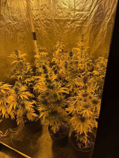 Лаборатория за отглеждане на коноп разкриха в Казанлък. Има задържан