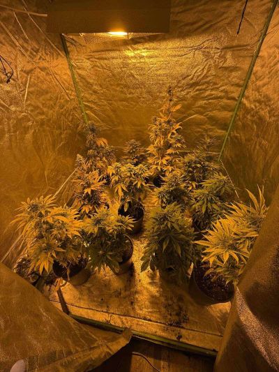 Лаборатория за отглеждане на коноп разкриха в Казанлък. Има задържан