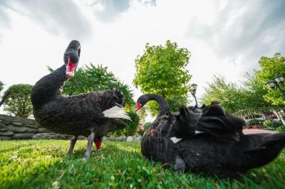 Подарете си незабравимо преживяване през дългия уикенд с посещение на комплекс “Дамасцена“