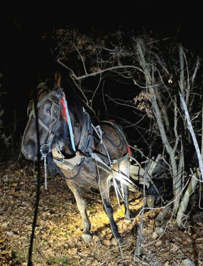 Пипнаха бракониер в крачка