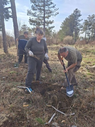 Служители от ДГС Казанлък залесиха със 110 фиданки землището на град Шипка