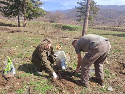 Служители от ДГС Казанлък залесиха със 110 фиданки землището на град Шипка