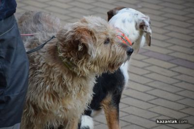 Десетки хора протестираха в Казанлък срещу насилието над животни