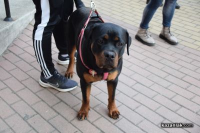 Десетки хора протестираха в Казанлък срещу насилието над животни