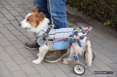 Десетки хора протестираха в Казанлък срещу насилието над животни