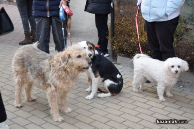 Десетки хора протестираха в Казанлък срещу насилието над животни