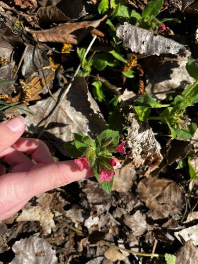 ПХГ „Св. Св. Кирил и Методий“ отбеляза Световния ден на горите с посещение на защитената местност „Гората на Боряна“