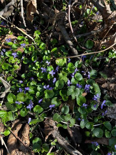 ПХГ „Св. Св. Кирил и Методий“ отбеляза Световния ден на горите с посещение на защитената местност „Гората на Боряна“