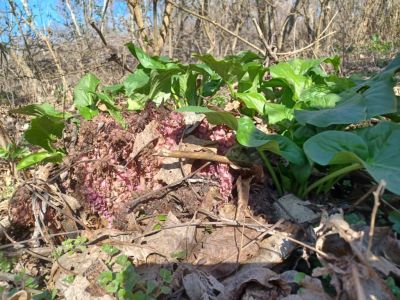 ПХГ „Св. Св. Кирил и Методий“ отбеляза Световния ден на горите с посещение на защитената местност „Гората на Боряна“