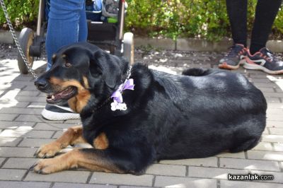 Казанлъчани отново се обединиха срещу жестокостта към животни