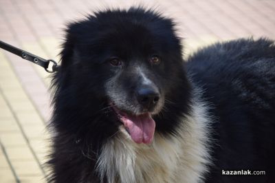 Казанлъчани отново се обединиха срещу жестокостта към животни