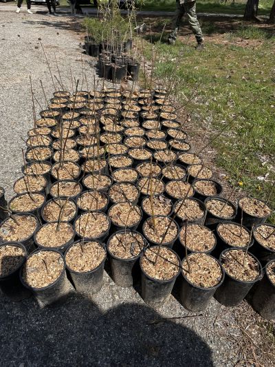 Ученици от Математическата гимназия и Механото залесяваха с фиданки край язовир “Копринка“