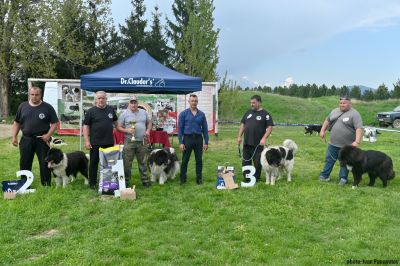 Две каракачански кучета от Средногорово изпъкнаха на изложба сред конкуренцията