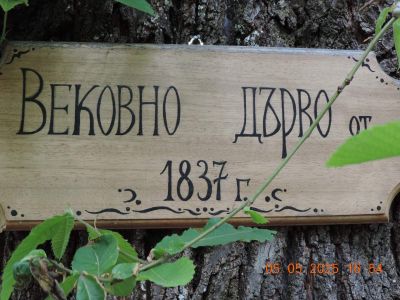Танцов клуб “Янина” при НЧ “Братство 1869”, с. Енина изви кръшно Гергьовско хоро около Енинския църковен двувековен кестен