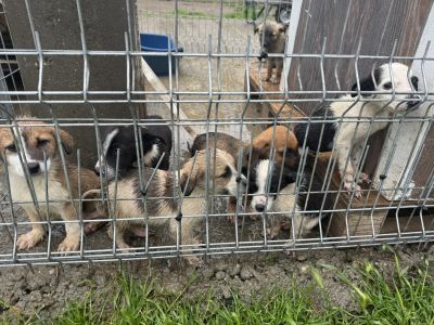 Рожден ден с кауза: Бездомничетата от Приюта за животни на Казанлък получиха храна и ласки