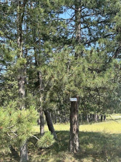 Целият лесопарк “Тюлбе” обхванат от мярка срещу боровата процесионка