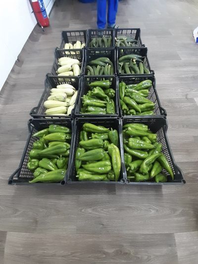 Свежа реколта зеленчуци от общинската градина получиха децата в община Казанлък