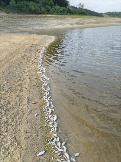 Изследват водата в язовир Копринка. Търсят причината за измирането на риба