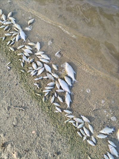 Изследват водата в язовир Копринка. Търсят причината за измирането на риба