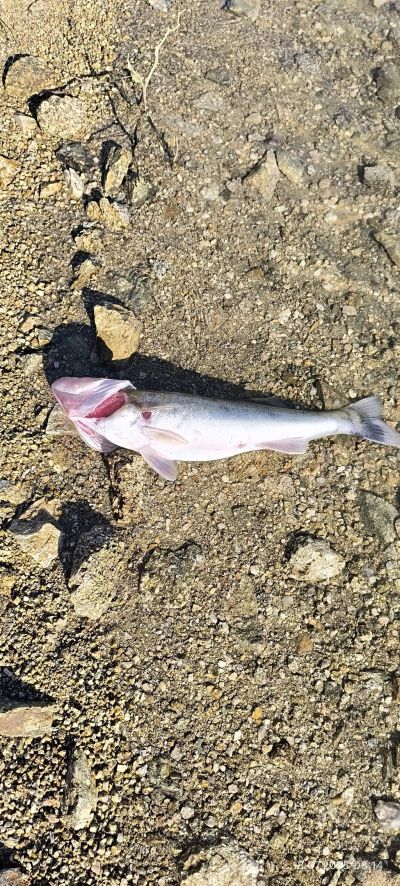 За пореден път: Бялата риба - жертва на растежа на планктон в язовир Копринка