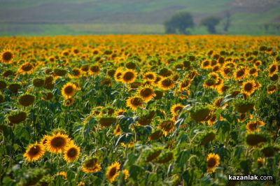 Най-ниските температури през август ще бъдат между 12° и 17°, а най-високите – между 35° и 40° / Новини от Казанлък