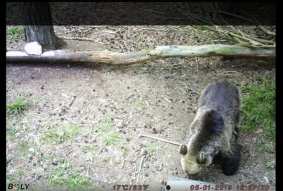 Две мечета нападнаха и опустошиха пчелини в местността “Трифончето“ край град Шипка / Новини от Казанлък