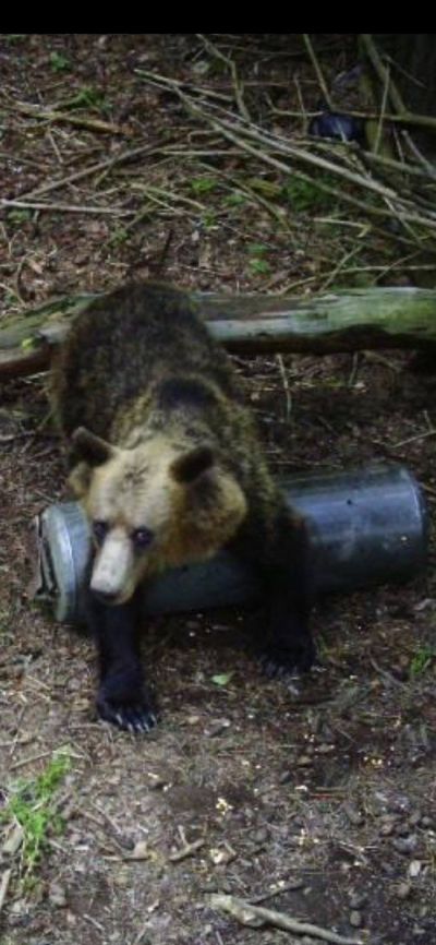 Две мечета нападнаха и опустошиха пчелини в местността “Трифончето“ край град Шипка