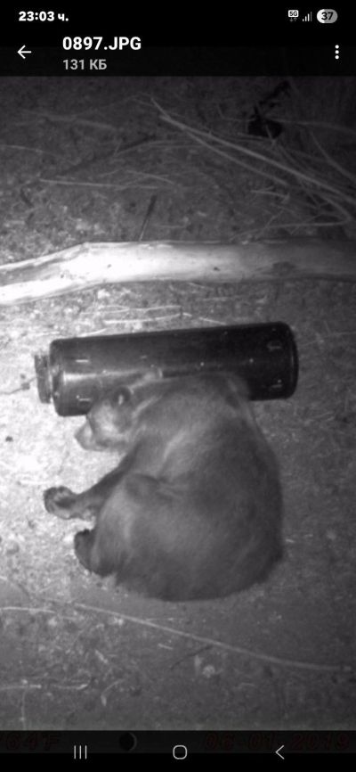 Две мечета нападнаха и опустошиха пчелини в местността “Трифончето“ край град Шипка