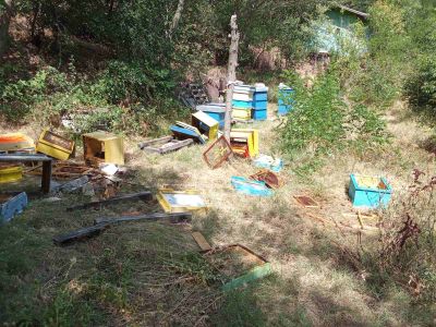 Две мечета нападнаха и опустошиха пчелини в местността “Трифончето“ край град Шипка