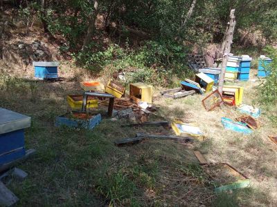 Две мечета нападнаха и опустошиха пчелини в местността “Трифончето“ край град Шипка