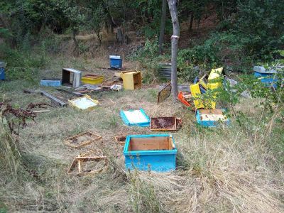 Две мечета нападнаха и опустошиха пчелини в местността “Трифончето“ край град Шипка