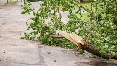 Община Казанлък извършва редовни проверки и премахване на сухи клони и дървета, представляващи опасност за населението / Новини от Казанлък