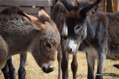 Биорали с магарешки каручки - Гурково 2025 