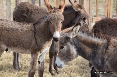 Биорали с магарешки каручки - Гурково 2025 