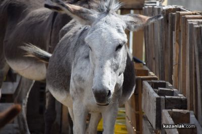 Биорали с магарешки каручки - Гурково 2025 