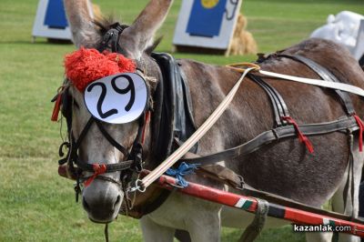 Биорали с магарешки каручки - Гурково 2025 