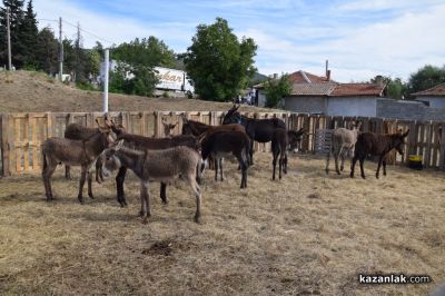 Биорали с магарешки каручки - Гурково 2025 