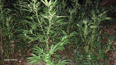 Криминалисти от РУ-Казанлък задържаха двама мъже, хванати в крачка да отглеждат марихуана